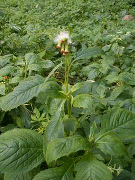 Image of ragleaf