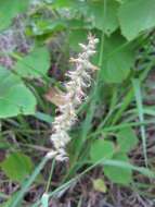 Image of sandbur