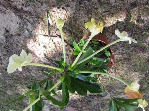 Brunfelsia resmi