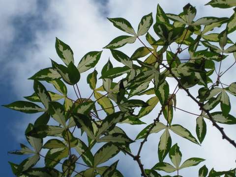 Image of cassava