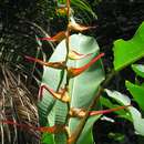 Heliconia latispatha Benth. resmi