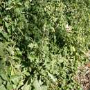 Image of cutleaf false oxtongue