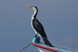 Image of Little Pied Cormorant