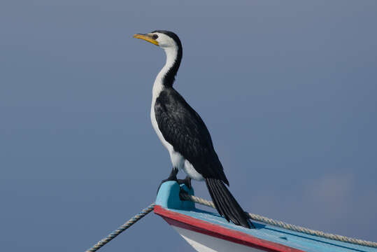 Image of Little Pied Cormorant