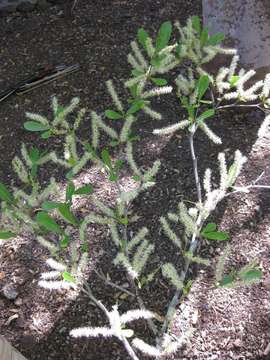 Image of Terminalia neotaliala Capuron