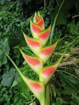 Imagem de Heliconia caribaea Lam.