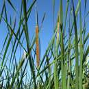 Image of Typha domingensis Pers.