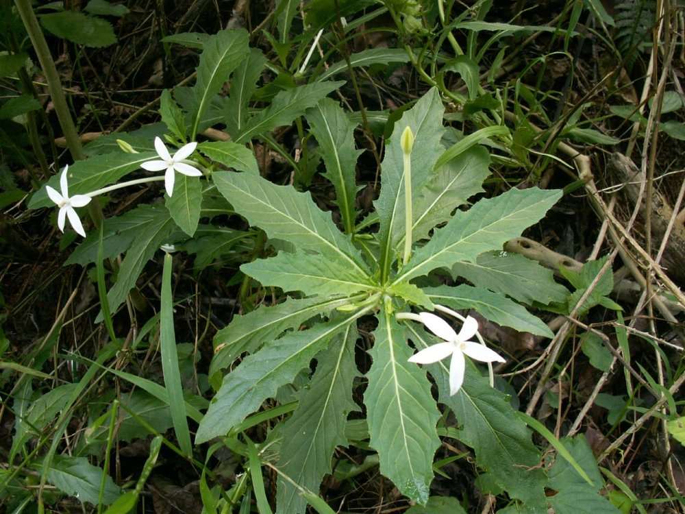 Campanulaceae (rights holder: 2010 Moorea Biocode)