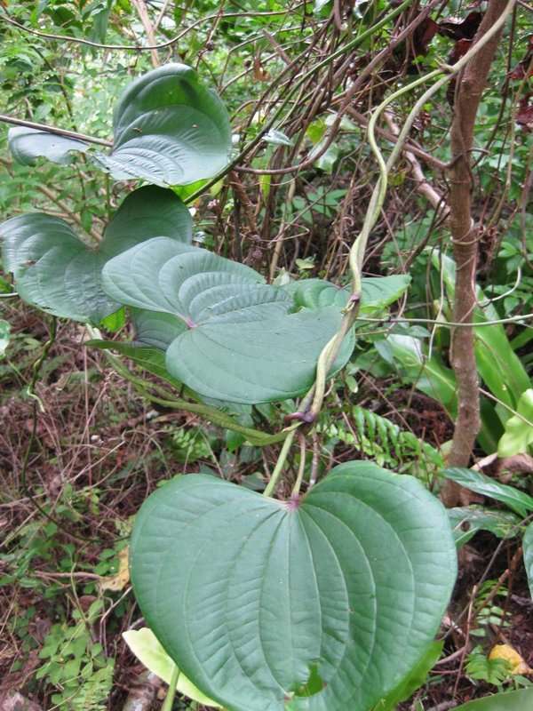 Dioscoreaceae (rights holder: 2010 Moorea Biocode)
