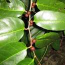 Image de Ficus tinctoria subsp. tinctoria