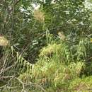 Image of Pacific Island silvergrass