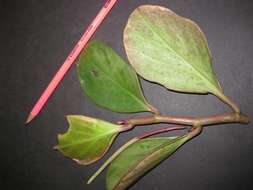 Image of peperomia