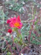 Image of purslane