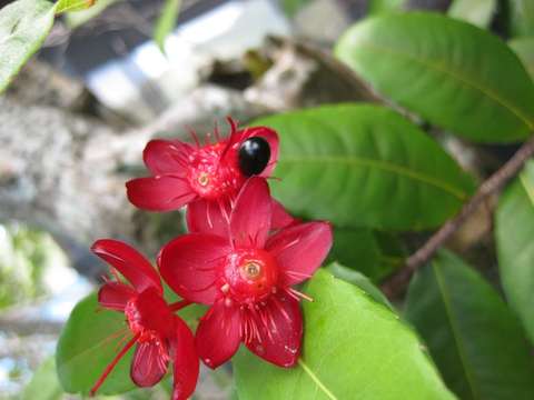 Image de Ochnaceae