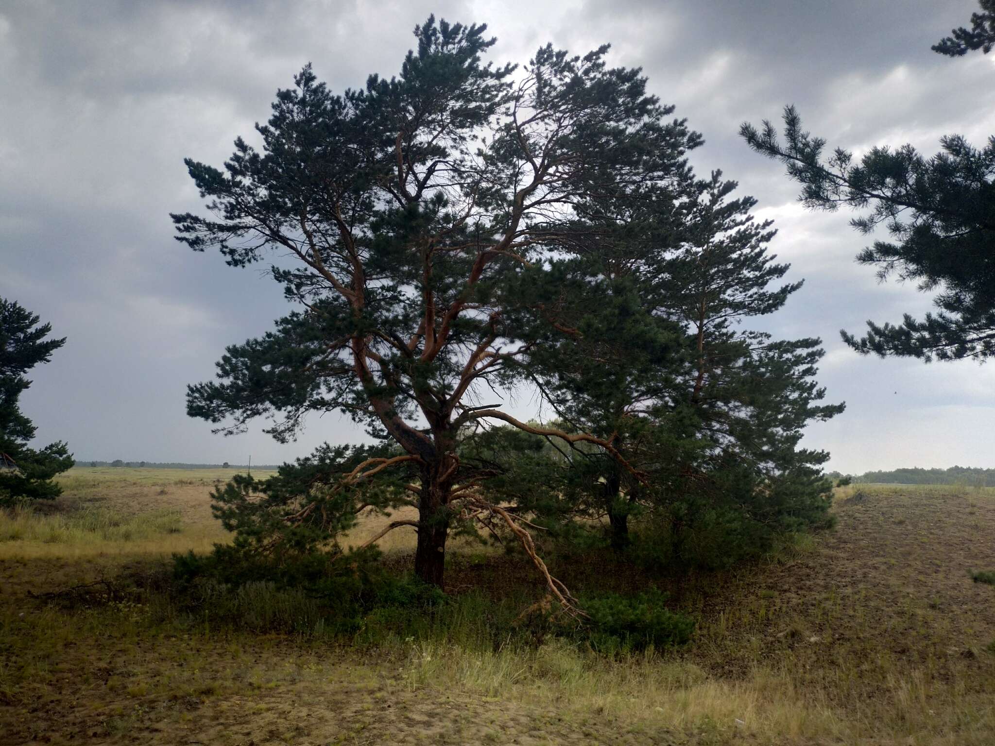 Image of Scotch Pine