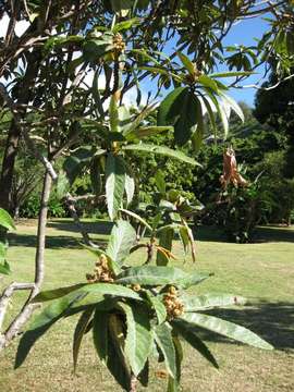 Image of Loquats