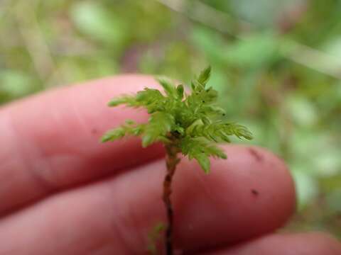 Image of leucolepis umbrella moss