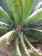 Image of Sago Palm