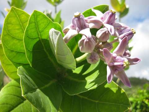 Image of calotropis