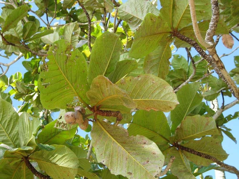 Image of tropical almond