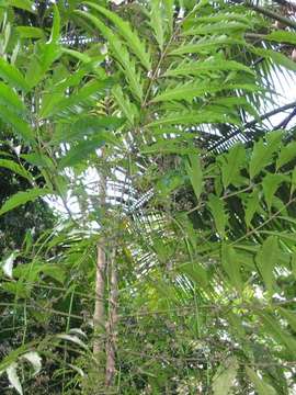 Image of aralia