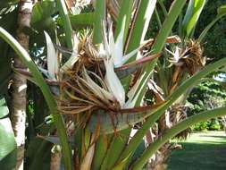 Image of bird-of-paradise family