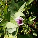 Imagem de Ipomoea batatas (L.) Lam.