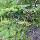 Image of Tahitian gooseberry tree