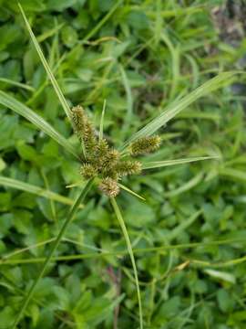 Слика од Cyperus cyperoides (L.) Kuntze