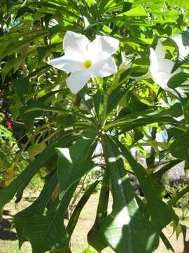 Image of plumeria