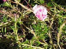 Image of purslane