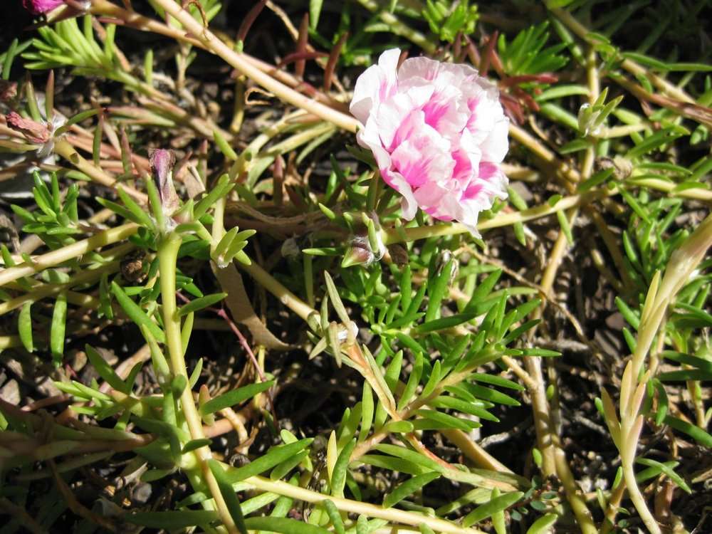 Moss-rose Purslane - Encyclopedia of Life