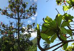 Image of Magnoliopsida