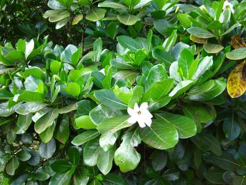 Image of gardenia