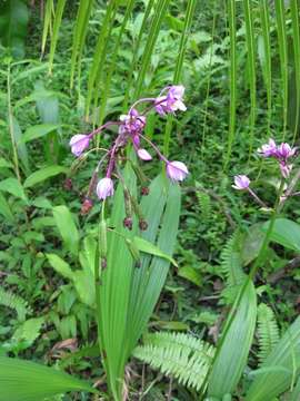 Image of Ground orchid