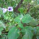 Sivun Gloxinia perennis (L.) Fritsch kuva