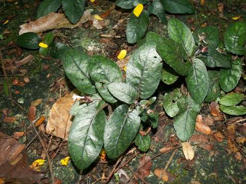 Image de Strobilanthes