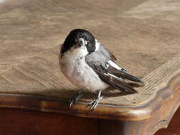 Image of Grey Butcherbird