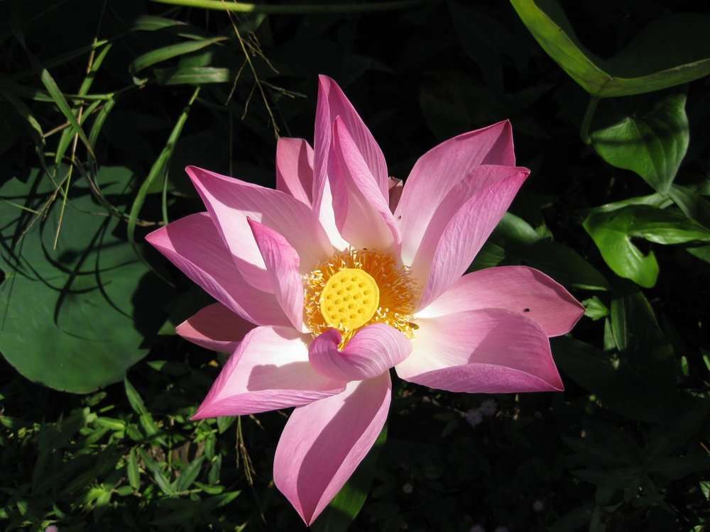Image of lotus