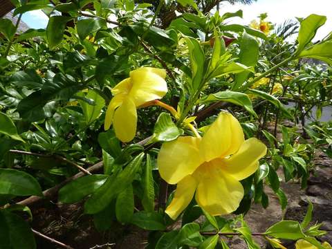 Image of Golden Trumpet or Buttercup Flower