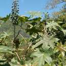 Image of Castor oil plant