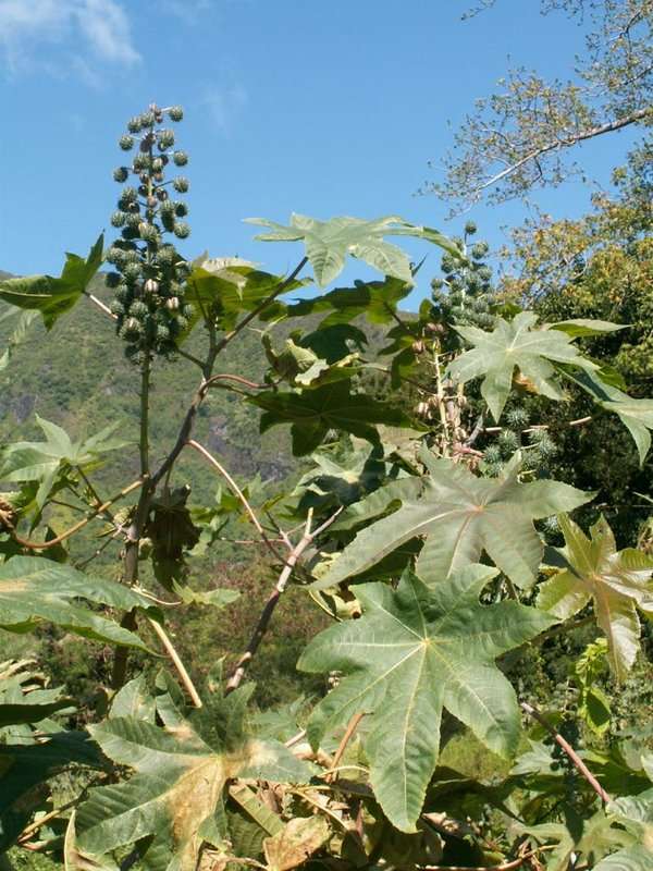 Image of Ricinus