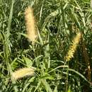 Image of Fountain grass