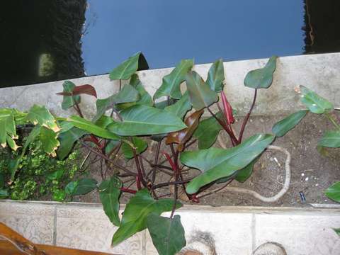 Image of philodendron