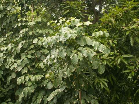 Image of aralia