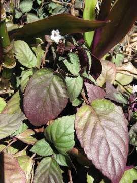 Strobilanthes resmi