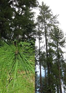 Image de Pinus caribaea Morelet