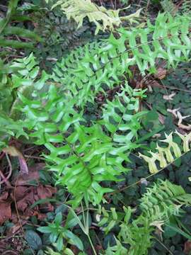 Image of sword ferns