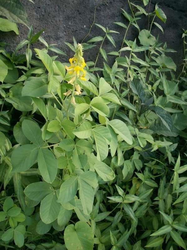 Crotalaria incana (rights holder: 2010 Moorea Biocode)