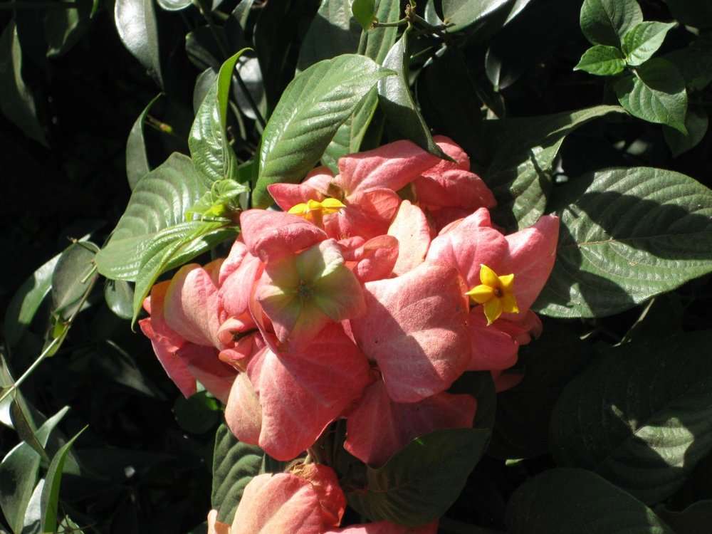 Mussaenda (rights holder: 2010 Moorea Biocode)